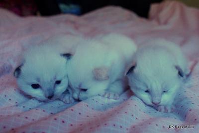 2 uger