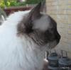 Ragdoll, Ragdoll jylland, ragdoll opdrÃ¦t, ragdoll katteri, ragdoll killinger, ragdoll kat, racekat jylland, rags of silk, Big Bang Rainbow Ippa