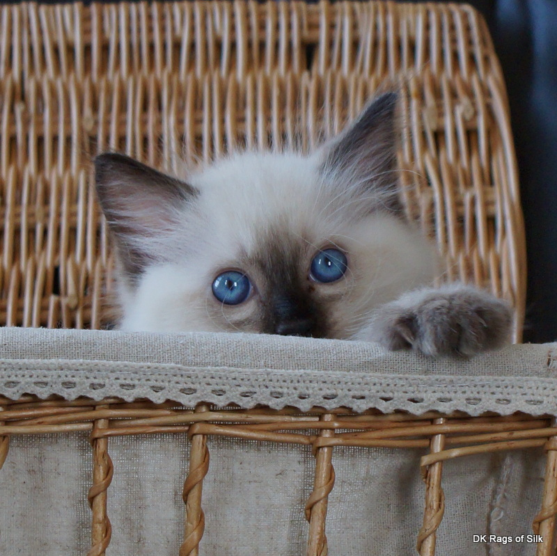 Ragdoll killing,
ragdoll opdræt,
ragdol kat,
ragdoll jylland,
rags of silk