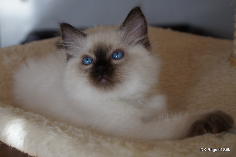 ragdoll killing,
ragdol,
ragdoll jylland,
dk rags of silk,
racekat jylland