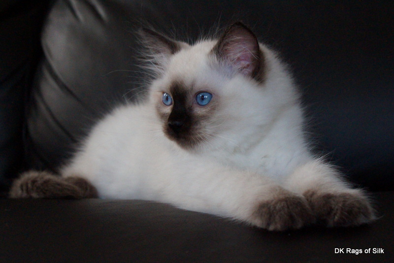 ragdoll killinger,
dk rags of silk dupion dazzle,
ragdol,
ragdoll opdræt,
ragdoll katteri,
racekatte til salg,