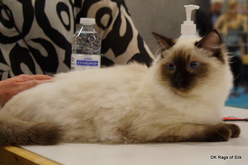 ragdoll kllinger,
dk rags of silk dupion dazzle