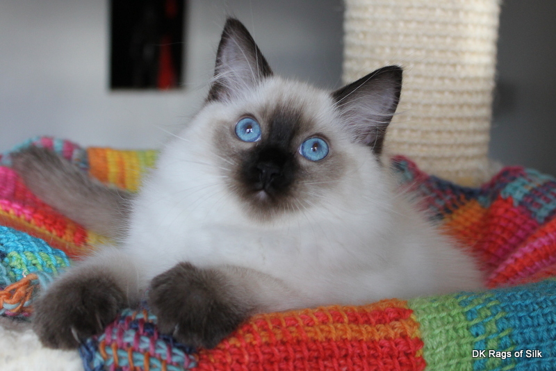 Ragdoll killing,
ragdol,
ragdoll opdræt,
dk rags of silk. ragdoll killinger jylland