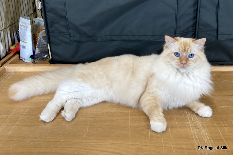 Rød mitted ragdoll S*Gunbertus Loke